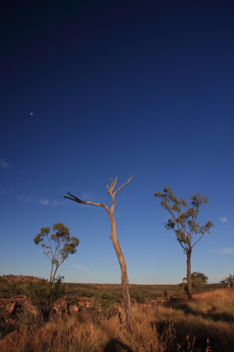 Australien tree